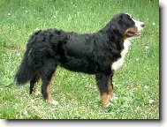 Berner Sennenhund