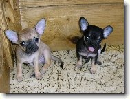 Chihuahua
