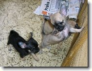 Chihuahua