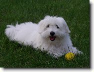 Coton de Tulear