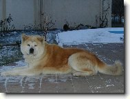 Japanese Akita