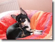 Chihuahua