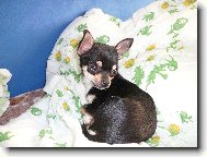 Chihuahua