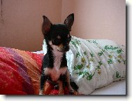 Chihuahua