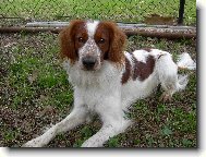 Welsh springer spaniel \(Dog standard\)