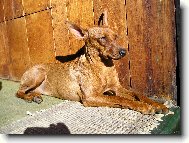 German Pinscher
