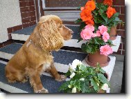 English Cocker Spaniel