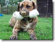 Fila Brasileiro