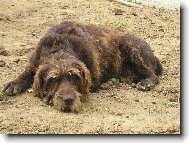 Czech Pointer, Bohemian wire-haired Pointing griffon