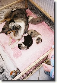 Shetland Sheepdog