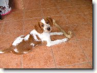 Welsh springer spaniel \(Dog standard\)