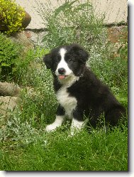 Border Collie