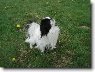 Chin, Japanese Chin