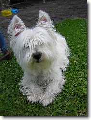 West highland white terrier \\\\\(Dog standard\\\\\)