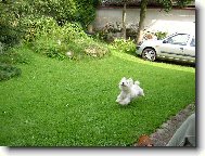 West highland white terrier \\\\\(Dog standard\\\\\)