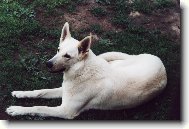 Berger Blanc Suisse, White Swiss Shepherd Dog