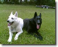 Berger Blanc Suisse, White Swiss Shepherd Dog