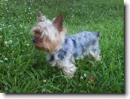 Jorkšírský terier, Yorkshire Terrier,