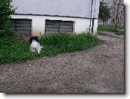 Chin, Japanese Chin
