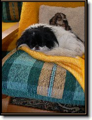 Chin, Japanese Chin