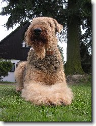 Airedale terrier \(Dog standard\)