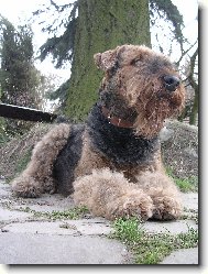 Airedale terrier \(Dog standard\)