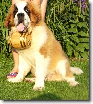 Saint Bernard \(Dog standard\)