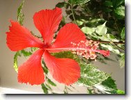 Hibiscus rosa-sinensis