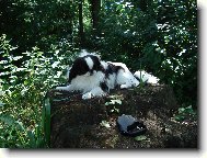 Chin, Japanese Chin