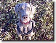 Weimaraner, Weimaraner Vorsterhund