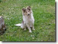 Shetland Sheepdog