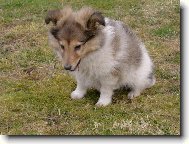 Shetland Sheepdog