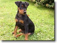 German Pinscher