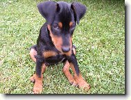 German Pinscher \(Dog standard\)