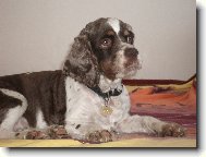 American Cocker Spaniel