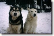 Alaskan Malamute
