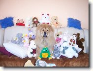 Chow Chow