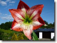 Hippeastrum