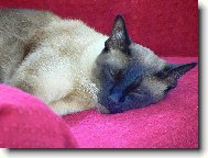 Siamese cat