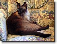 Siamese cat