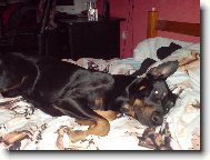 Dobermann, Doberman