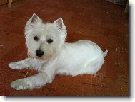 West highland white terrier \\\\\(Dog standard\\\\\)