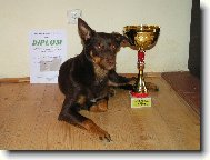 Australian Kelpie