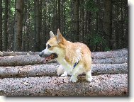 Pembrok Welsh Corgi