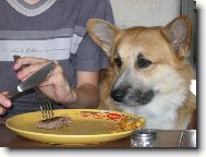 Pembrok Welsh Corgi