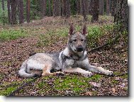 Czechoslovakian wolfdog
