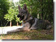 Czechoslovakian wolfdog