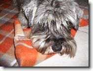 Zwergschnauzer, Miniature Schnauzer