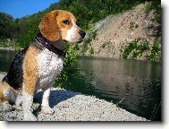 Beagle