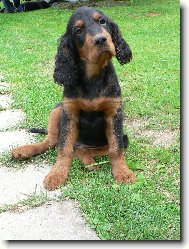 Gordon setter \(Dog standard\)